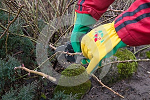 Trimming the rose bushes