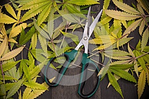 Trimming scissors with cannabis leaves - medical marijuana farming concept