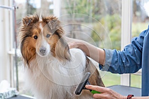 Trimming Sheltie  Dog by professional brush