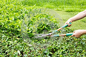 Trimming shrubs scissors