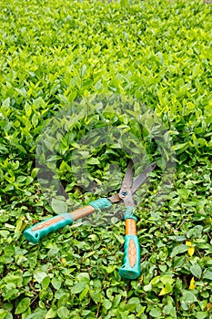 Trimming shrubs scissors photo