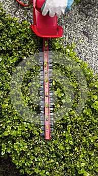 Trimming top of Hedges with Hedger Tool