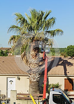Trimming a tree