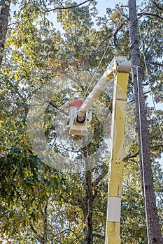Trimming Trees.
