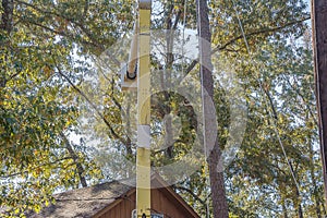 Trimming Trees.