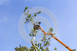 Trimming trees with a chainsaw