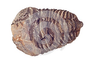 Trimolite fossil