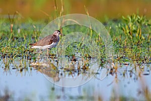 Tringa glareola or wood sandpiper in marshland photo