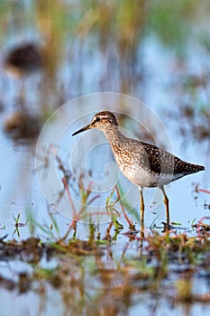 Tringa glareola or wood sandpiper in marshland photo