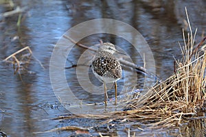 Tringa glareola. Wood sandpiper in the spring in the north of Russia