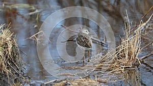 Tringa glareola. Wood sandpiper in the spring in the north of Russia