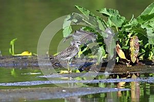 Tringa glareola. Wood Sandpiper stands in the middle of a swamp in summer
