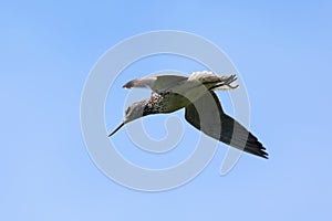 Tringa nebularia. Common Greenshank against the sky in the Arctic