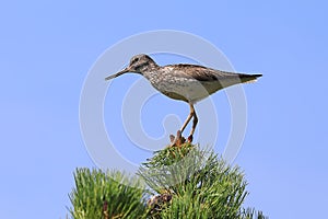 Tringa nebularia. Common Greenshank close-up on a tree in Siberia