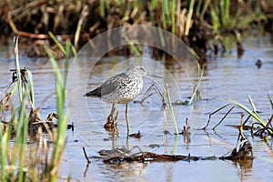 Tringa nebularia. Common Greenshank in the spring in the north of Russia