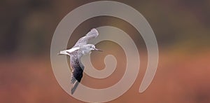 Tringa ochropus flies above the surface and searches for food