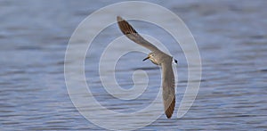 Tringa ochropus flies above the surface and searches for food