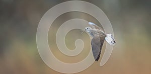 Tringa ochropus flight a puddle of water and looks for food