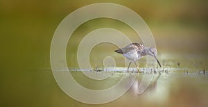 Tringa ochropus walks in a puddle of water and looks for food