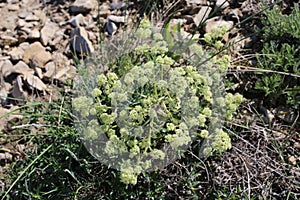 Trinia glauca - Wild plant shot in the spring