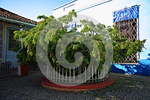 Trinidad, Cuba. Acacia in a round iron fence on Calle Real del JigÃ¼e