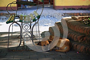 Trinidad, Cuba. City scene. The dog lies in the shade near the bench on the Plazuela del Cristo