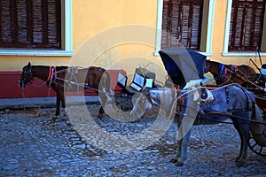 Trinidad, Cuba. Harnessed horses stand in the shade on Calle Cristo