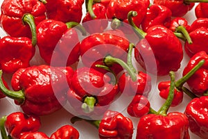 Trinidad moruga scorpion peppers