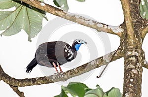 Trinidad Piping Guan, Pipile pipile photo