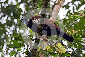 Trinidad Piping Guan, Pipile pipile