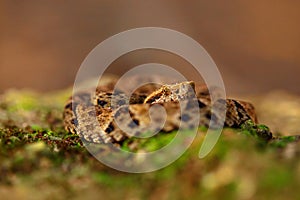 Trinidad poison snake. Bothrops atrox, Common lancehead, in the tropical forest. Poison animal in the dark jungle. Detail of rare