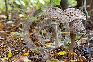Trinity of parasol mushrooms