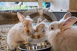 Trio of adorable fluffy bunny rabbits eating out of silver bowl at the county fair