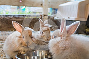 Trio of adorable fluffy bunny rabbits eating out of silver bowl at the county fair