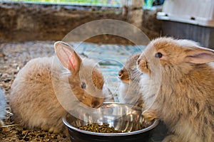 Trio of adorable fluffy bunny rabbits eating out of silver bowl at the county fair