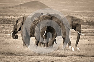 A trio of African elephants photo