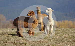 Trio of Alpacas