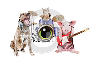 Trio of animal musicians photo