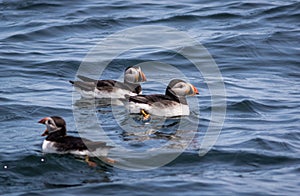 Trio of Atlantic Puffins Fratercula arctica in water off the coast of Maine, selective focus