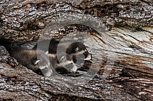 Trio of Baby Raccoons (Procyon lotor) Peek Out from Tree photo
