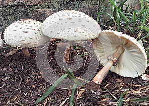 trio de cogumelos um caÃ­do ao chÃ£o photo