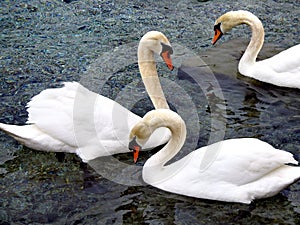 Trio of beautiful white swans on the lake in Geneva.