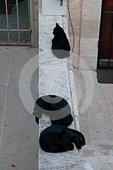 A trio of black cats settle in for an afternoon nap on a white stone wall in Jerusalem