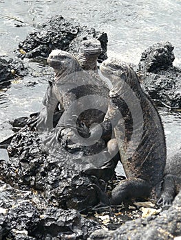 Trio of Black Sea iguanas, Galapagos, Ecuador