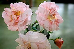 Trio of blossoming delicate pink roses