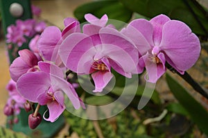 A Trio of Bright Pink Orchids