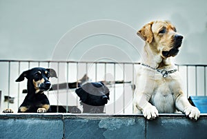 Trio Canino photo
