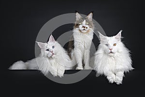 Trio cats on black background