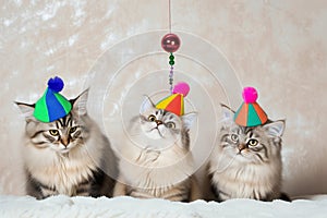 trio of cats with colorful hats looking at a dangling toy