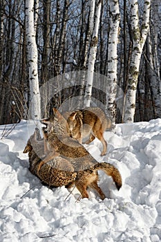 Trio of Coyotes (Canis latrans) Fight Teeth Bared on Embankment Winter